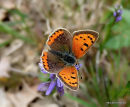 Small Copper (Lycaena phlaeas)