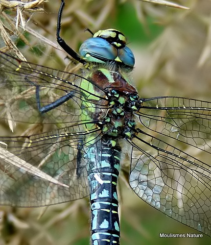 Hairy Dragonfly (Brachytron pratense) M