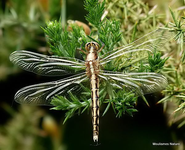 White-tailed Skimmer (Orthetrum albistylum) F-ten