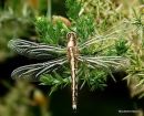 White-tailed Skimmer (Orthetrum albistylum) F-ten