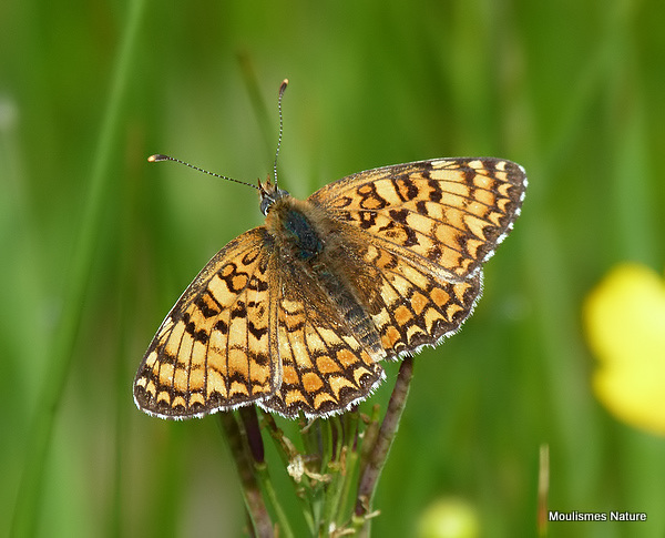 Knapweed Fritillary (Melitaea phoebe)