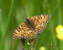 Knapweed Fritillary (Melitaea phoebe)