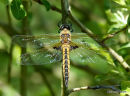 Baskettail (Epitheca bimaculata) F
