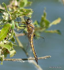 Baskettail (Epitheca bimaculata) F