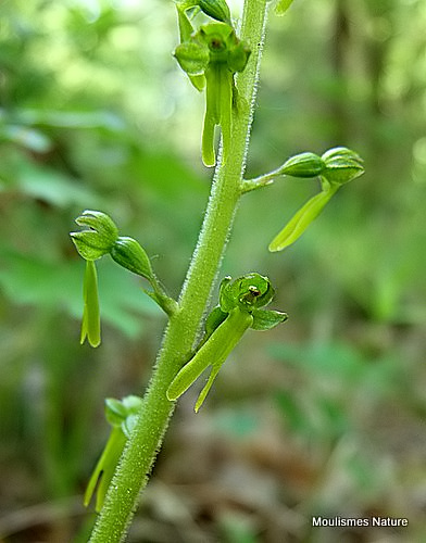 Common Twayblade (Listera ovata)