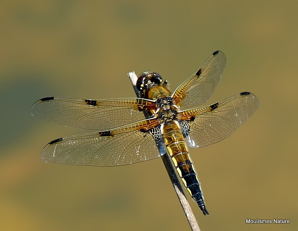 Four-spotted Chaser (Libellula quadrimaculata) M