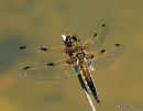 Four-spotted Chaser (Libellula quadrimaculata) M
