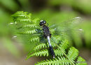 Dainty White-faced Darter (Leucorrhinia caudalis) M
