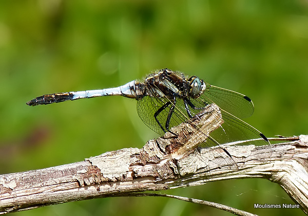White-tailed Skimmer (Orthetrum albistylum) M