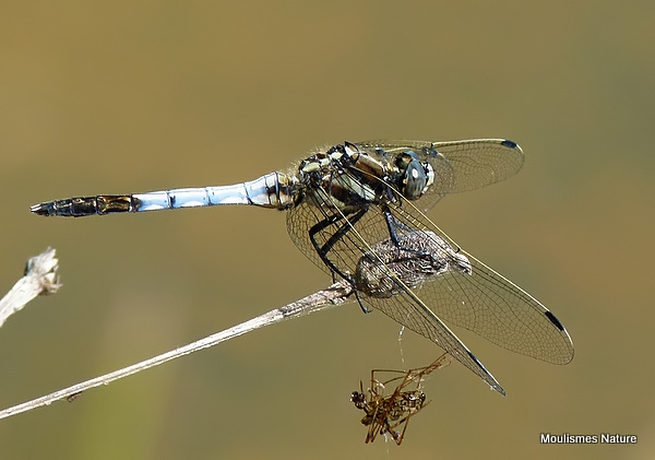White-tailed Skimmer (Orthetrum albistylum) M