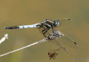 White-tailed Skimmer (Orthetrum albistylum) M