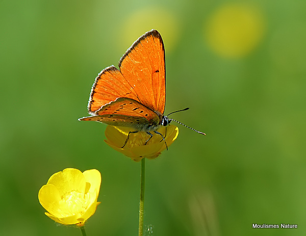Large Copper (Lycaena dispar) M