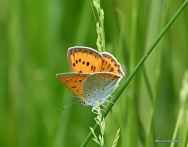 Large Copper (Lycaena dispar) F