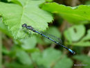 Variable Damselfly (Coenagrion pulchellum) M