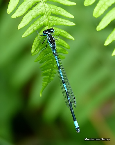 Variable Damselfly (Coenagrion pulchellum) M