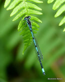 Variable Damselfly (Coenagrion pulchellum) M