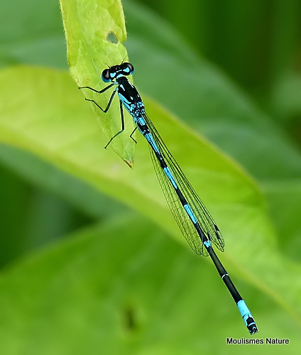 Variable Damselfly (Coenagrion pulchellum) M