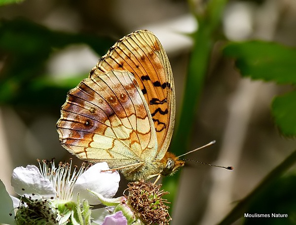 Marbled Fritillary (Brenthis daphne)
