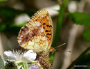 Marbled Fritillary (Brenthis daphne)