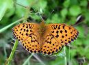 Marbled Fritillary (Brenthis daphne)