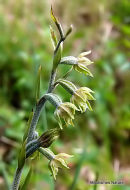 Small-leaved Helleborine (Epipactis microphylla)