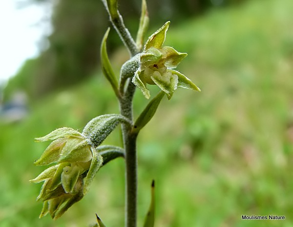 Small-leaved Helleborine (Epipactis microphylla)