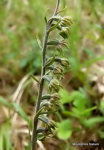 Small-leaved Helleborine (Epipactis microphylla)