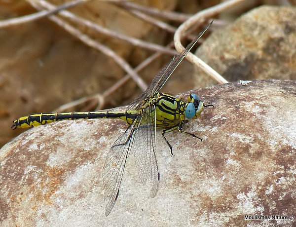 Yellow Clubtail (Gomphus simillimus) M
