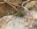 Yellow Clubtail (Gomphus simillimus) M
