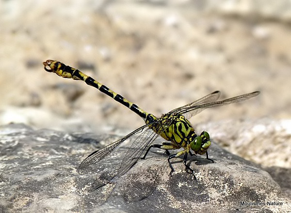 Green-eyed Hooktail (Onychogomphus forcipatus) M, Gomphus a pinces