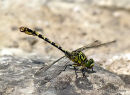 Green-eyed Hooktail (Onychogomphus forcipatus) M, Gomphus a pinces