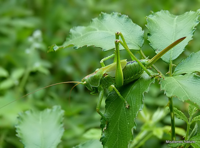 Great Green Bush-cricket (Tettigonia viridissima) F nymph