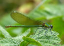 Banded Demoiselle (Calopteryx splendens) F