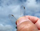 Southern Skimmer (Orthetrum brunneum) F