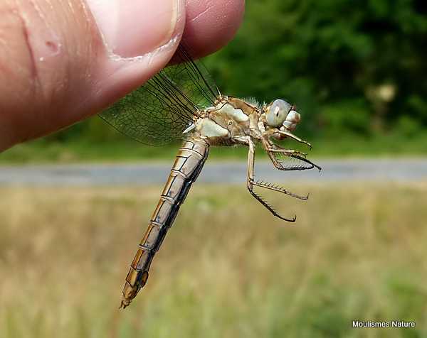 Southern Skimmer (Orthetrum brunneum) F