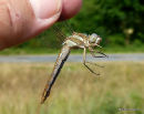 Southern Skimmer (Orthetrum brunneum) F