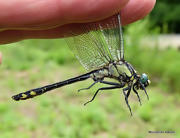 Club-tailed Dragonfly (Gomphus vulgatissimus) M
