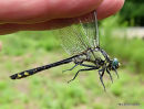 Club-tailed Dragonfly (Gomphus vulgatissimus) M