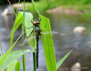 Brilliant Emerald (Somatochlora metallica) M-ten