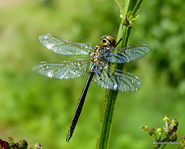 Brilliant Emerald (Somatochlora metallica) M-ten