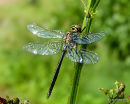 Brilliant Emerald (Somatochlora metallica) M-ten