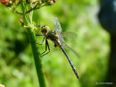 Brilliant Emerald (Somatochlora metallica) M-ten