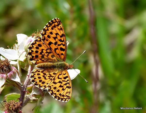 Weaver's Fritillary (Clossinia dia) M