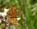 Weaver's Fritillary (Clossinia dia) M