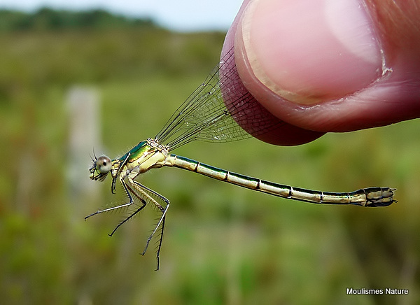 Scarce Emerald (Lestes dryas) F