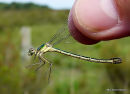 Scarce Emerald (Lestes dryas) F