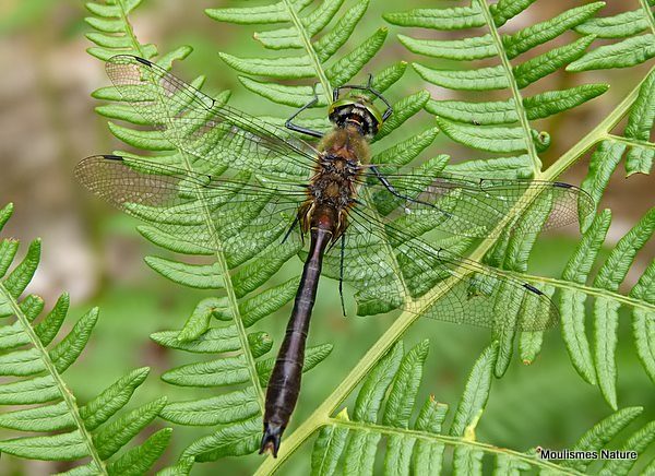 Downy Emerald (Cordulia aenea) M
