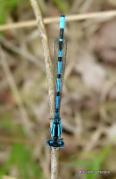 Common Blue Damselfly (Enallagma cyathigerum) M