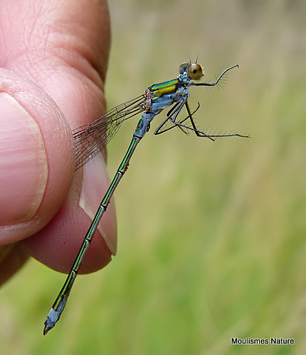 Common Emerald (Lestes sponsa) M-imm