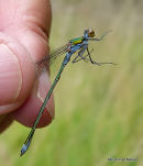 Common Emerald (Lestes sponsa) M-imm